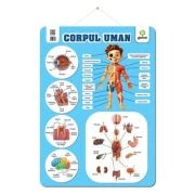 Corpul uman